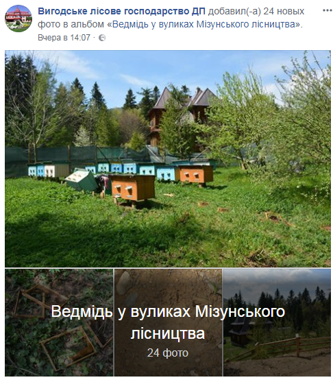 На Прикарпатье медведь нагло обворовывает пасеки (фото)